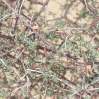 Indigofera aspalathoides Vahl ex DC.